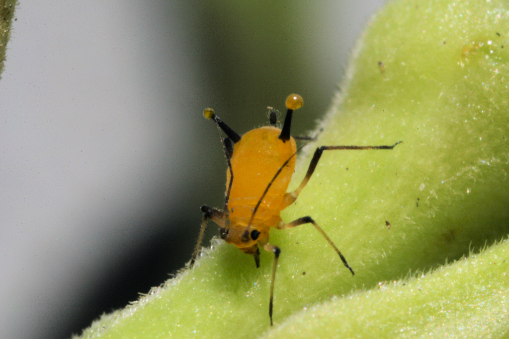 aphid-sap.jpg