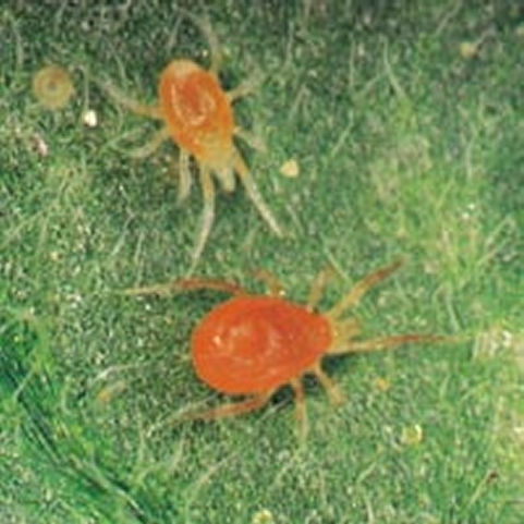 spidermite.jpg