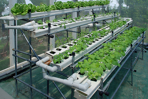 hydroponics.jpg